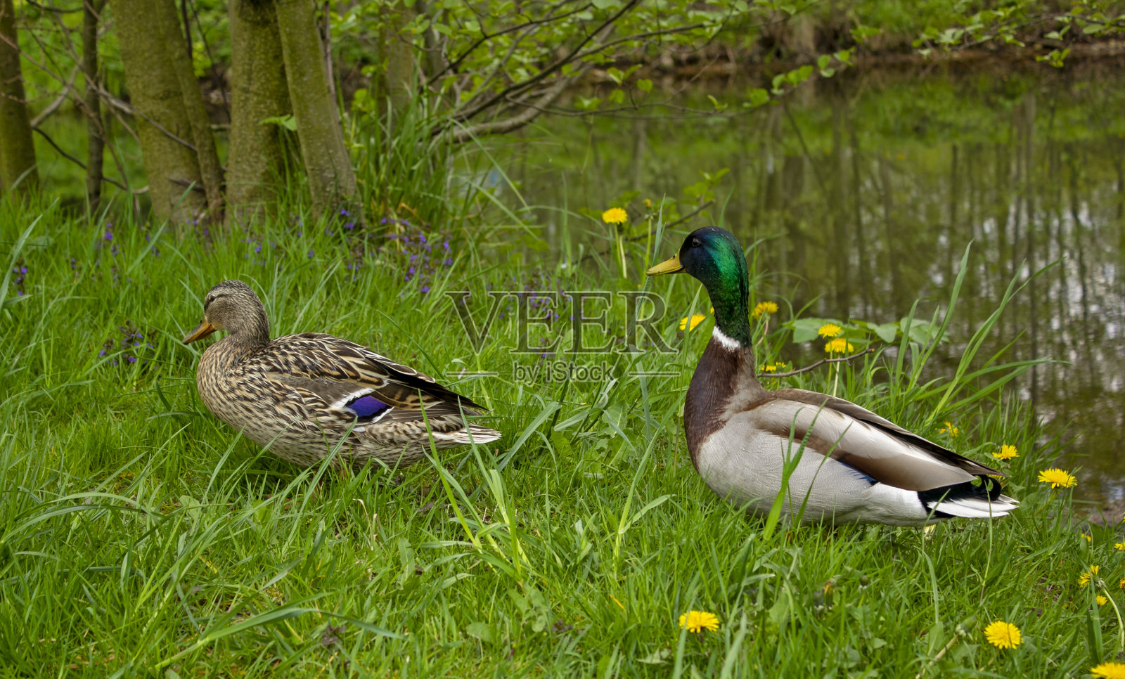 鸭子和草在河边的草地上照片摄影图片