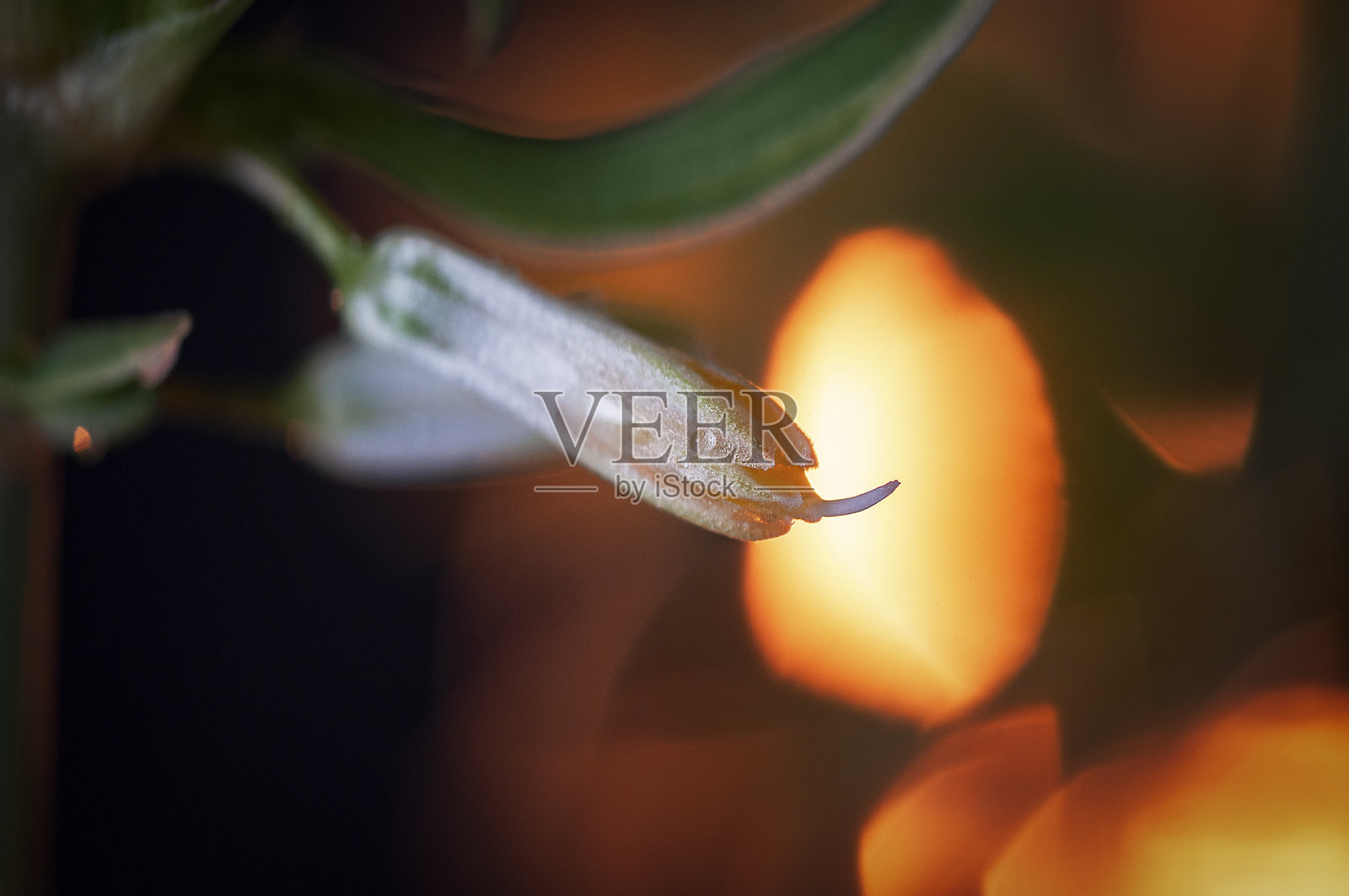 小花蕾小而不开花的蓓蕾照片摄影图片