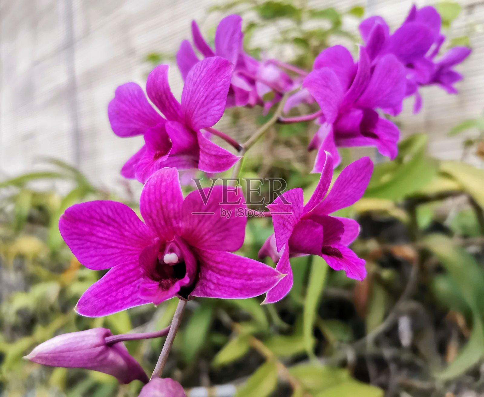 花紫色照片摄影图片