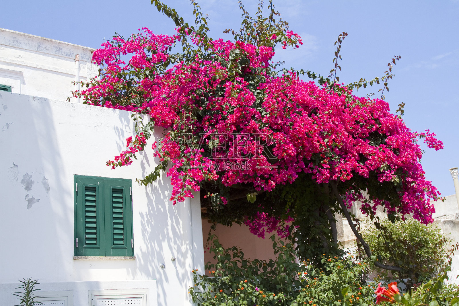 叶子花属照片摄影图片