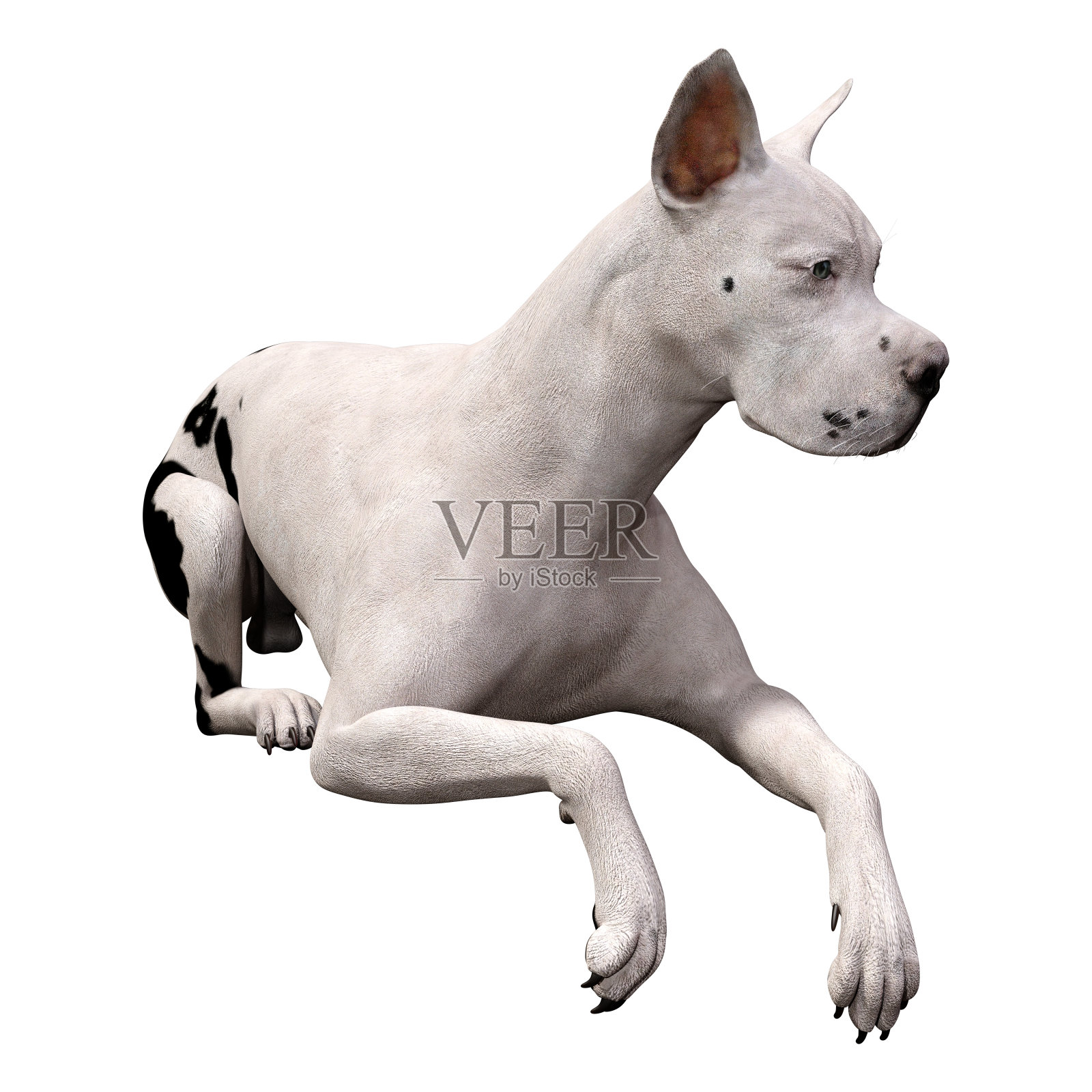 3D插图大丹狗在白色照片摄影图片