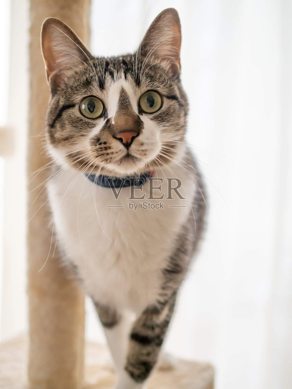 猫坐在猫塔上照片摄影图片