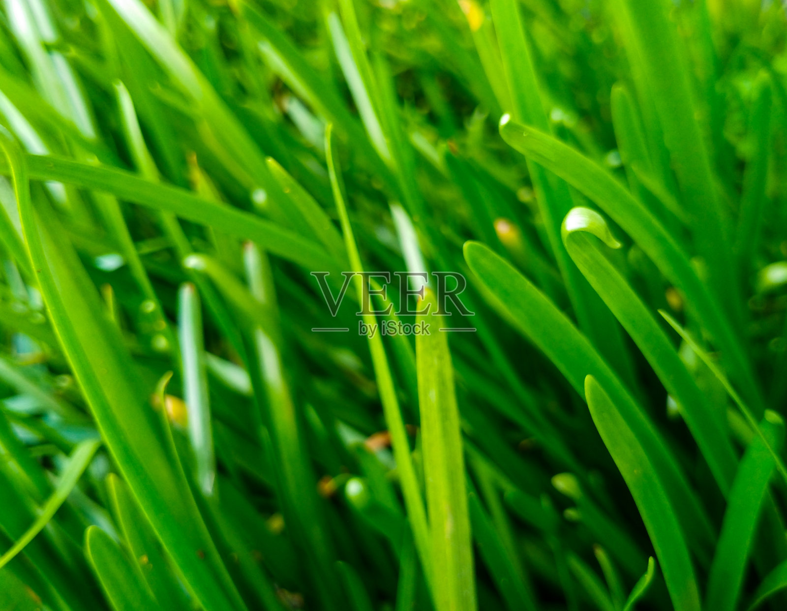 新鲜的绿叶照片摄影图片