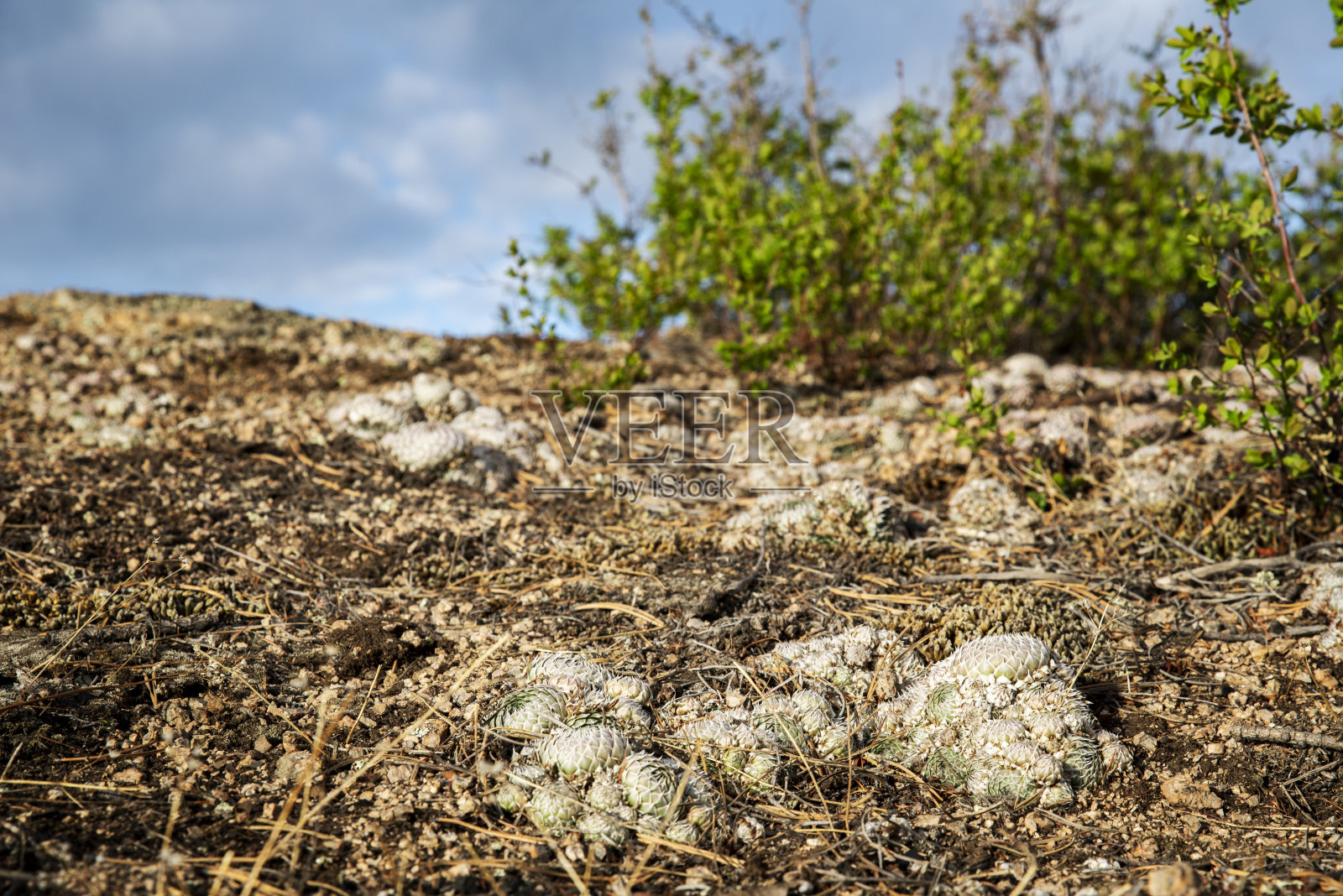 加冰的花Sempervívum照片摄影图片