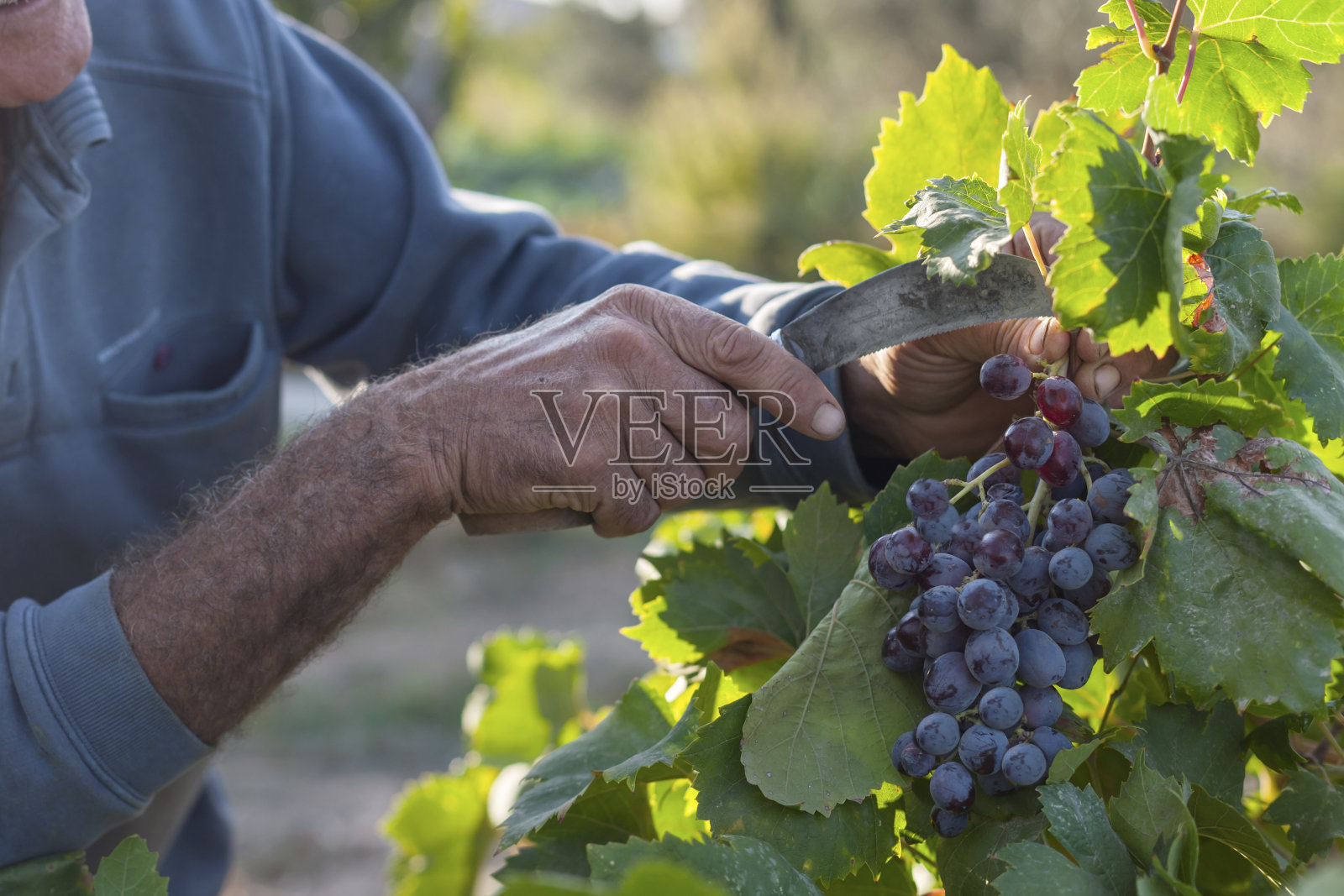 农场葡萄收获照片摄影图片