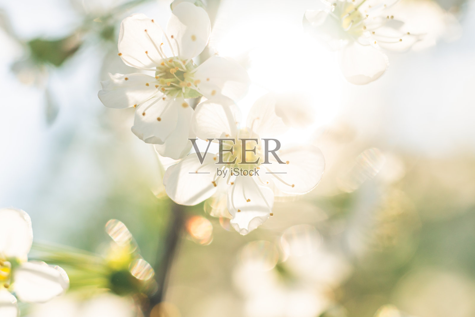 春天樱花盛开照片摄影图片