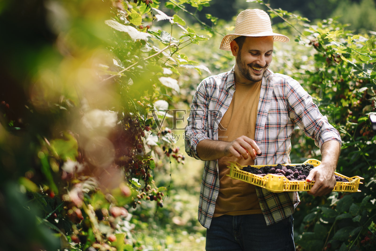 农夫在田里收割黑莓。照片摄影图片