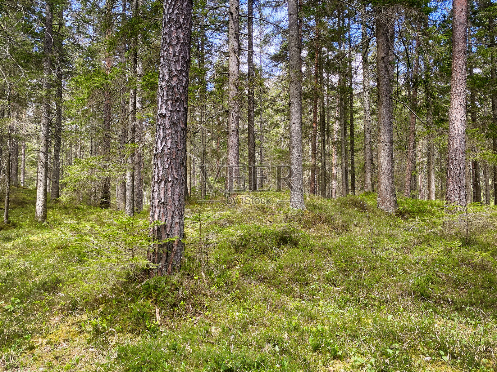 针叶林照片摄影图片