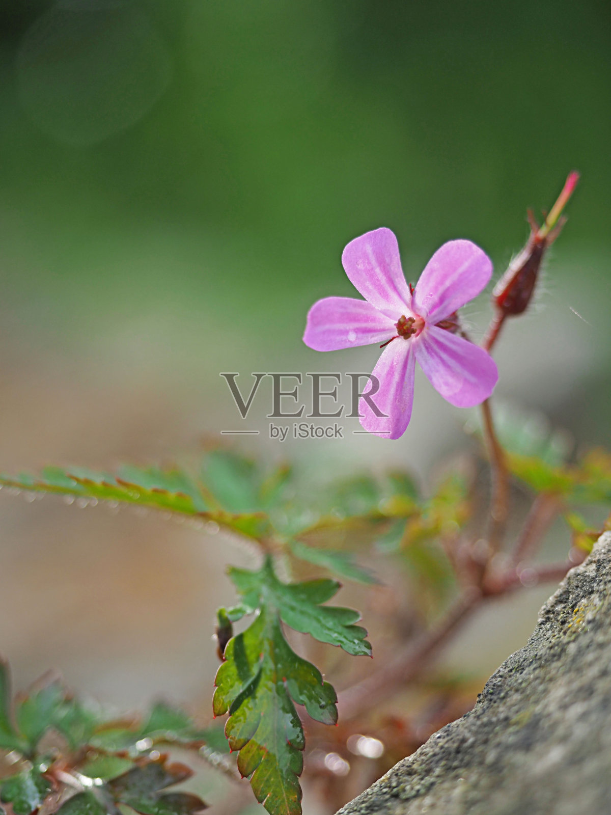 壁花照片摄影图片