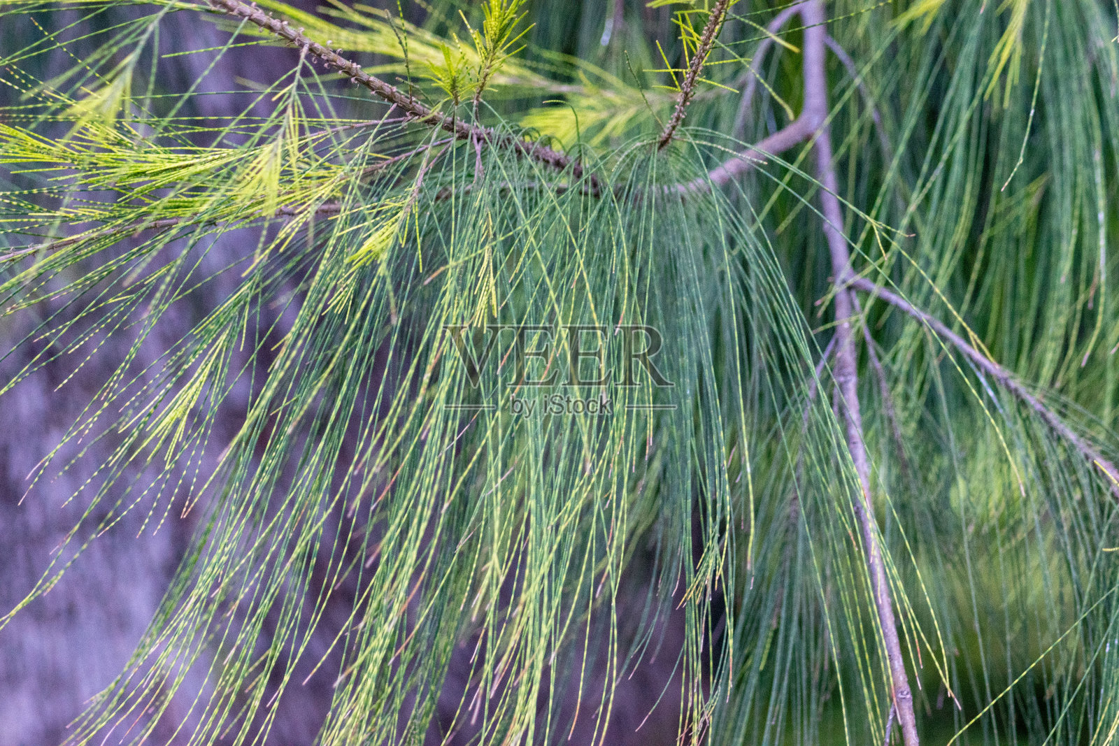 年轻的绿针，非常近距离的背景照片摄影图片
