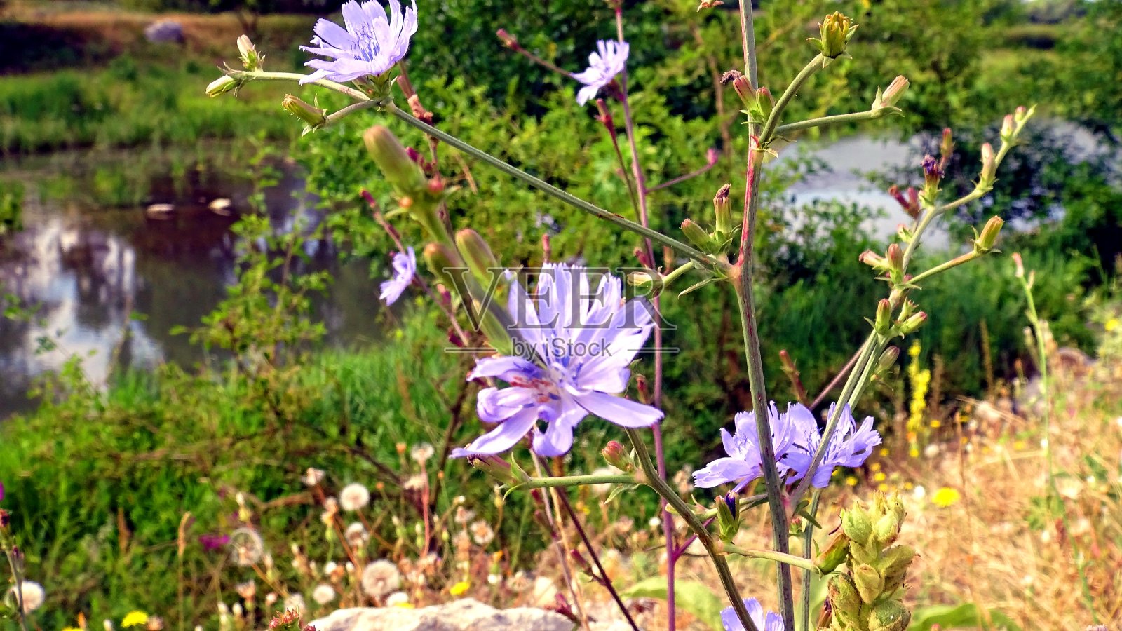 菊苣浅蓝色的野花照片摄影图片
