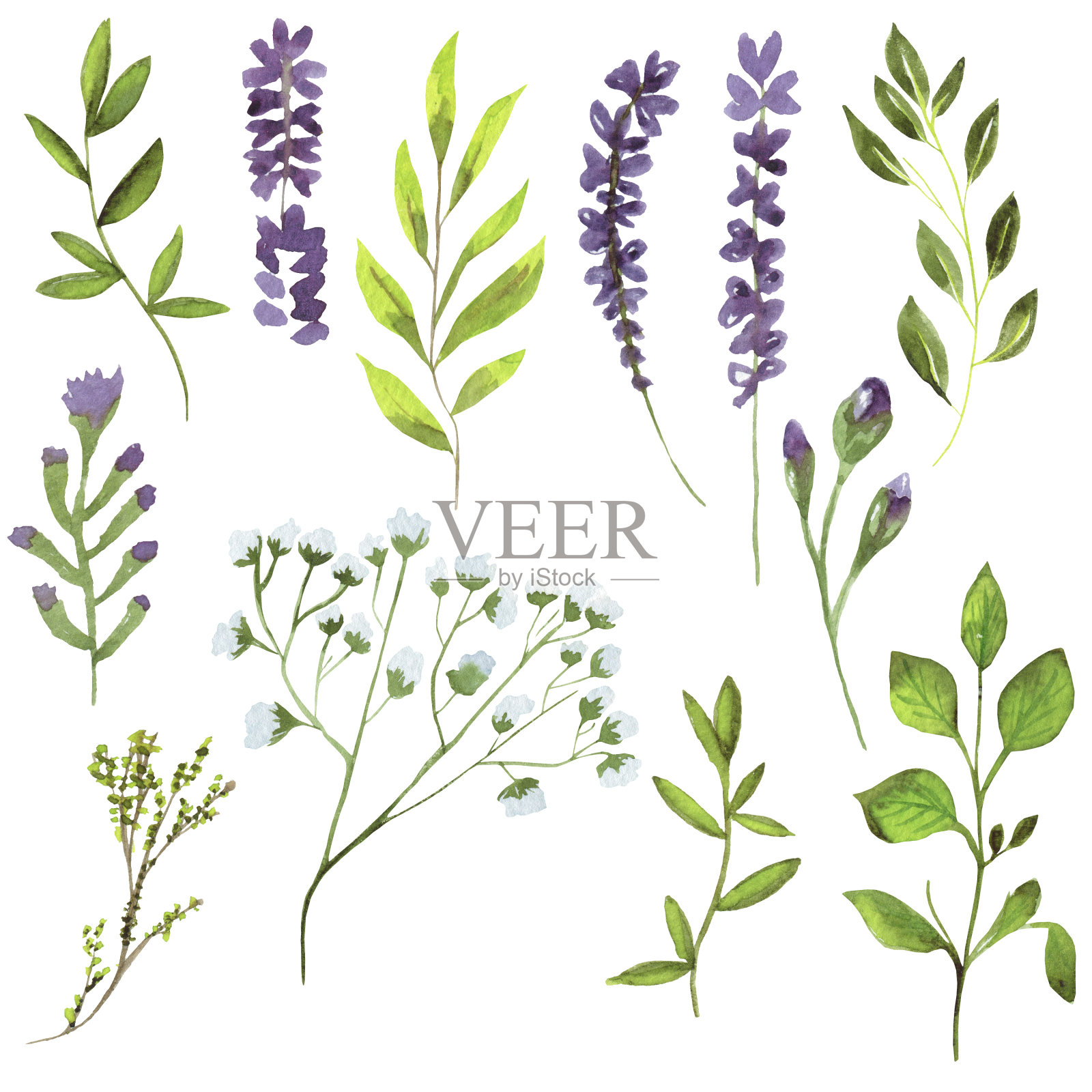 一组明亮的水彩叶子。树叶和树枝来自森林。设计元素图片