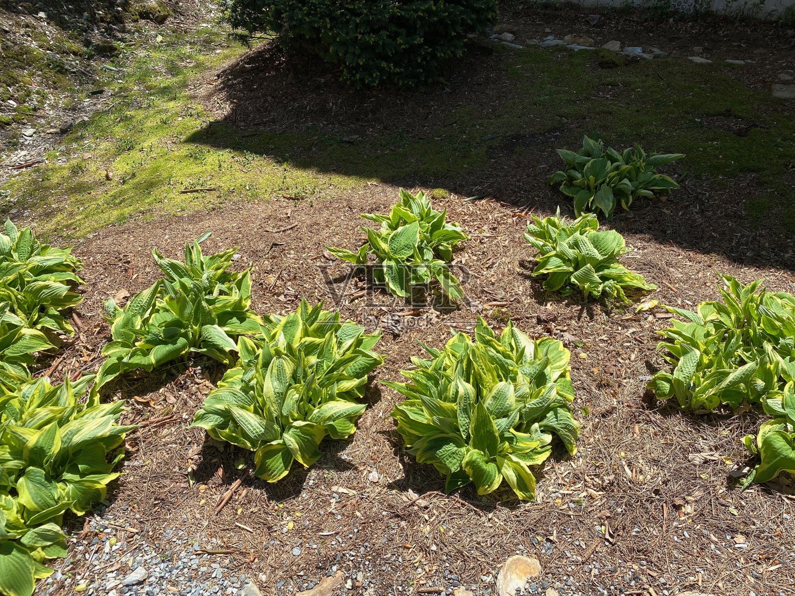 霍斯塔斯工厂照片摄影图片