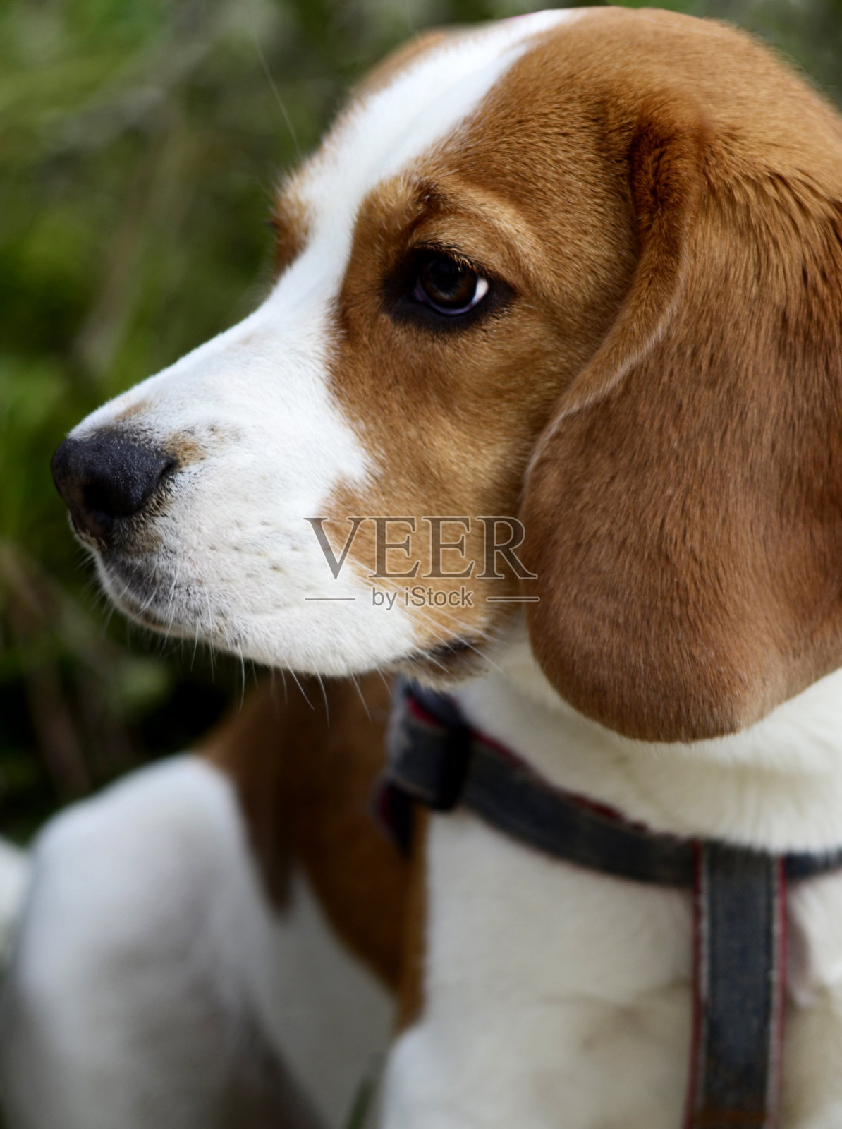 小猎犬的狗肖像。英语小猎犬小狗照片摄影图片