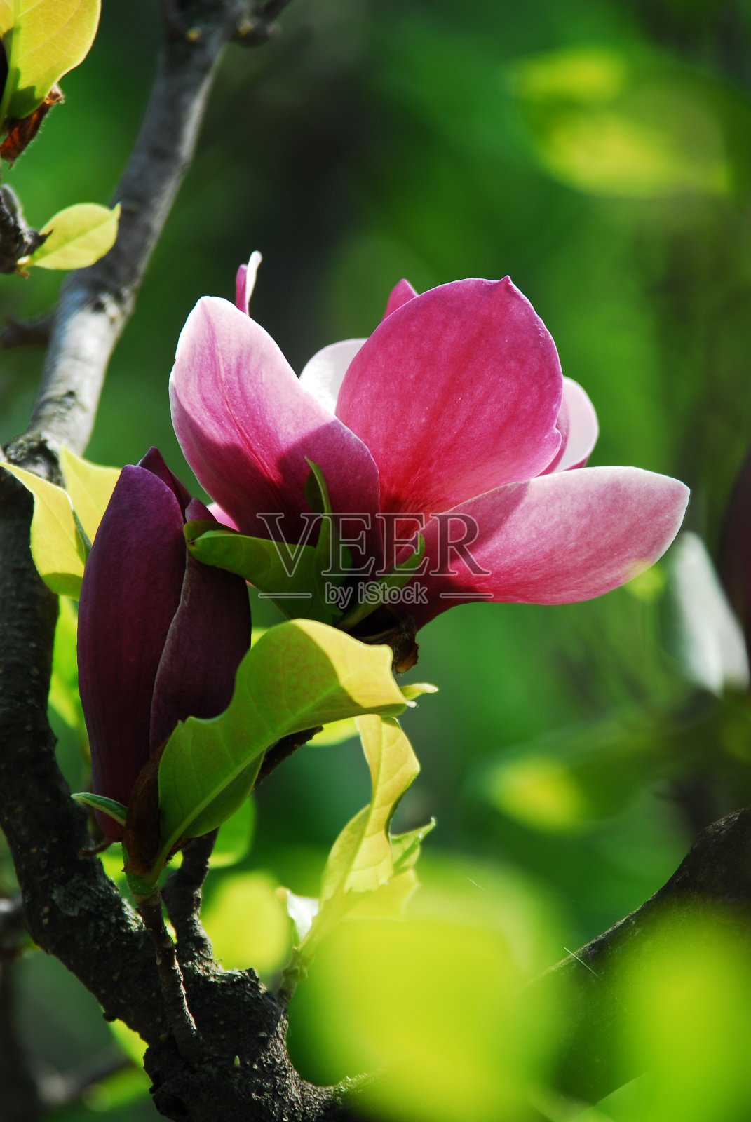 春暖花开，艳阳高照，大自然苏醒照片摄影图片