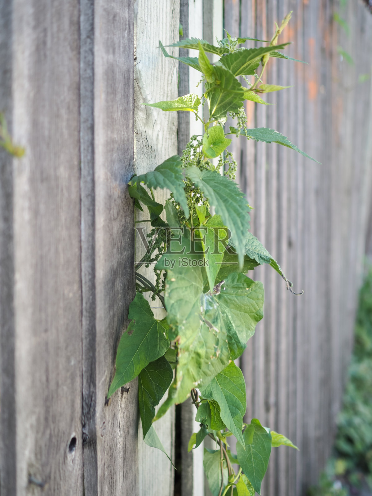 杂草生长通过木栅栏，荨麻和旋花草照片摄影图片