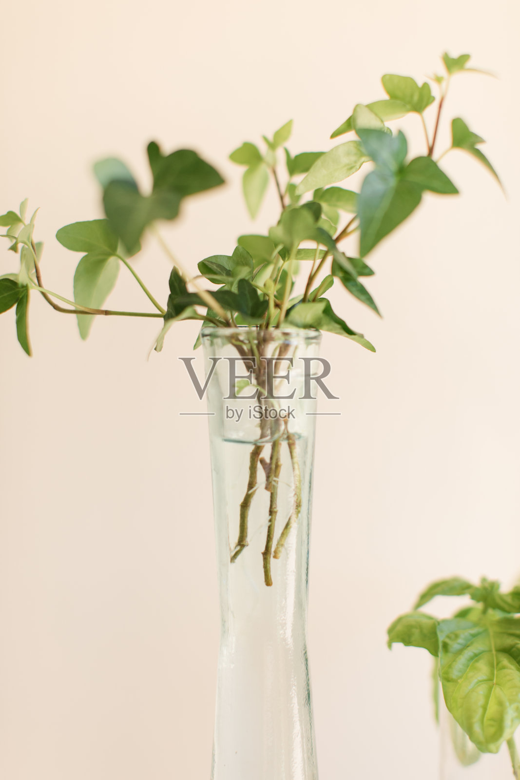 传播植物切片照片摄影图片