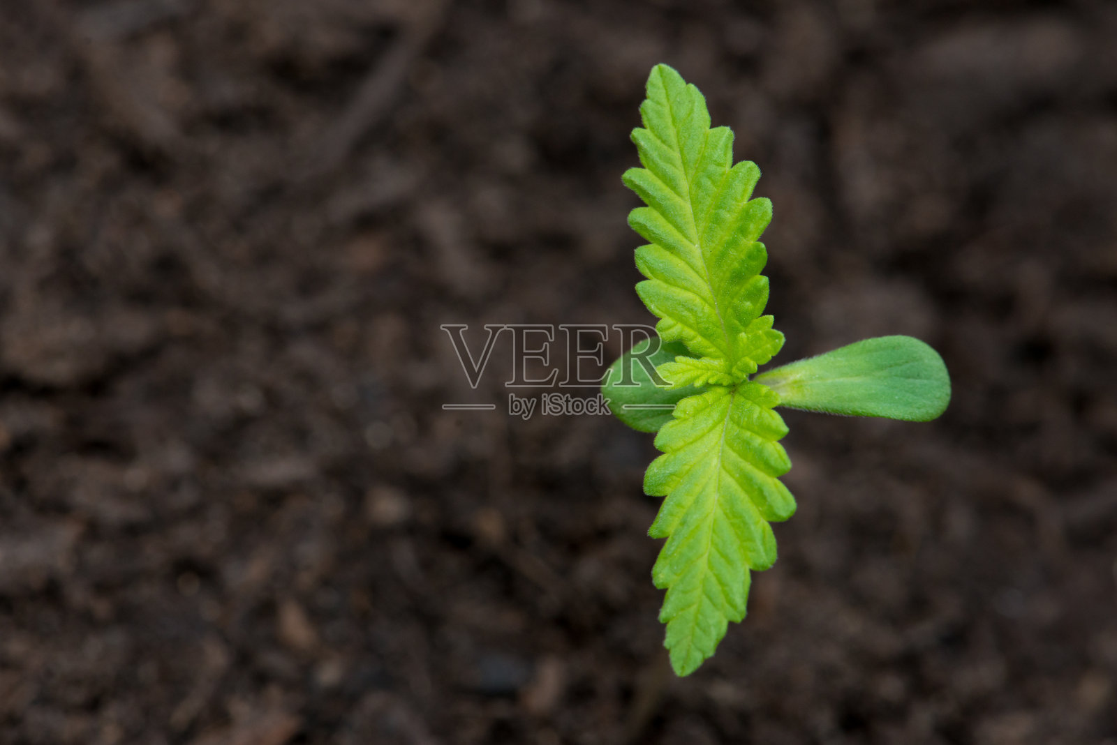 大麻在加拿大安大略省的黑土中缓缓移动的特写照片摄影图片