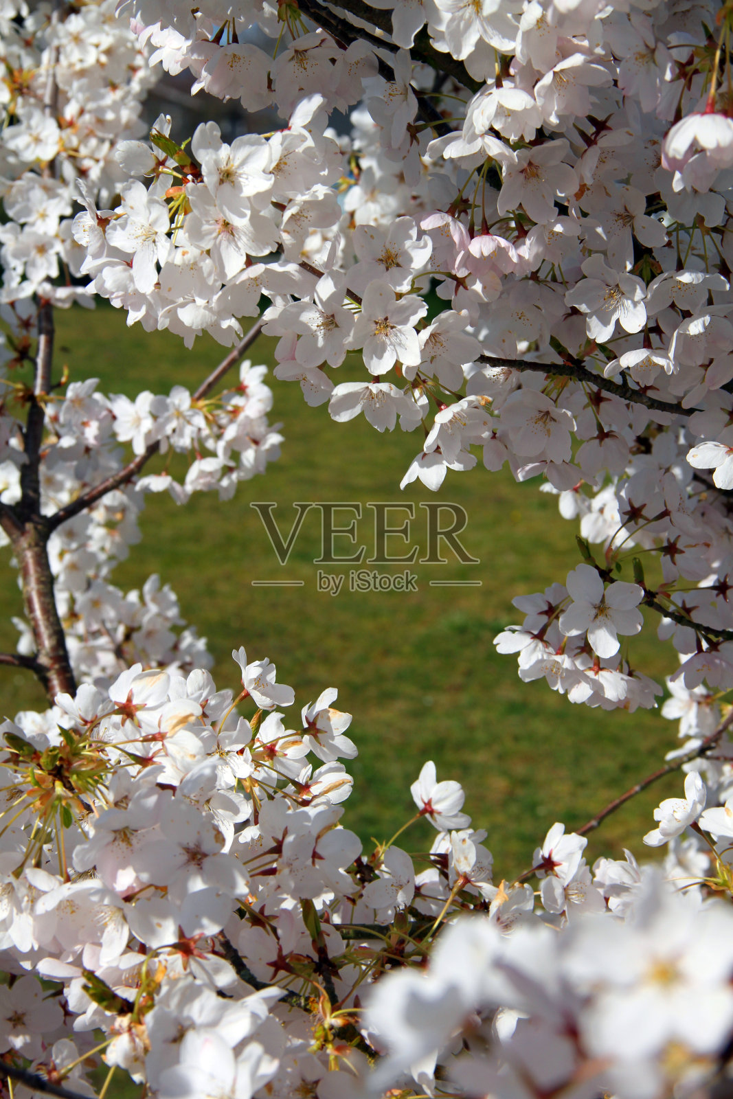 构建绿色照片摄影图片