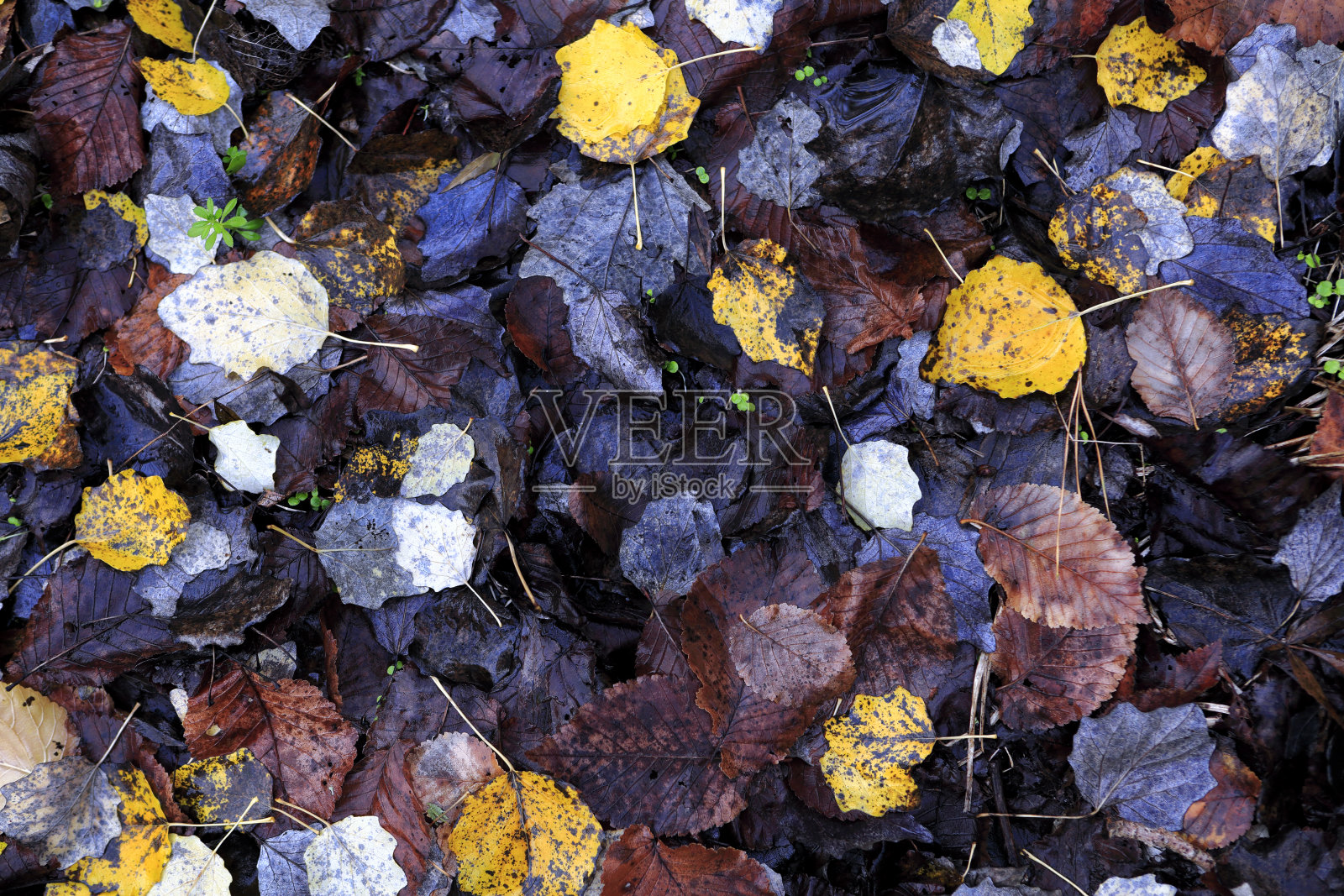 秋叶背景腐烂森林地板腐烂照片摄影图片