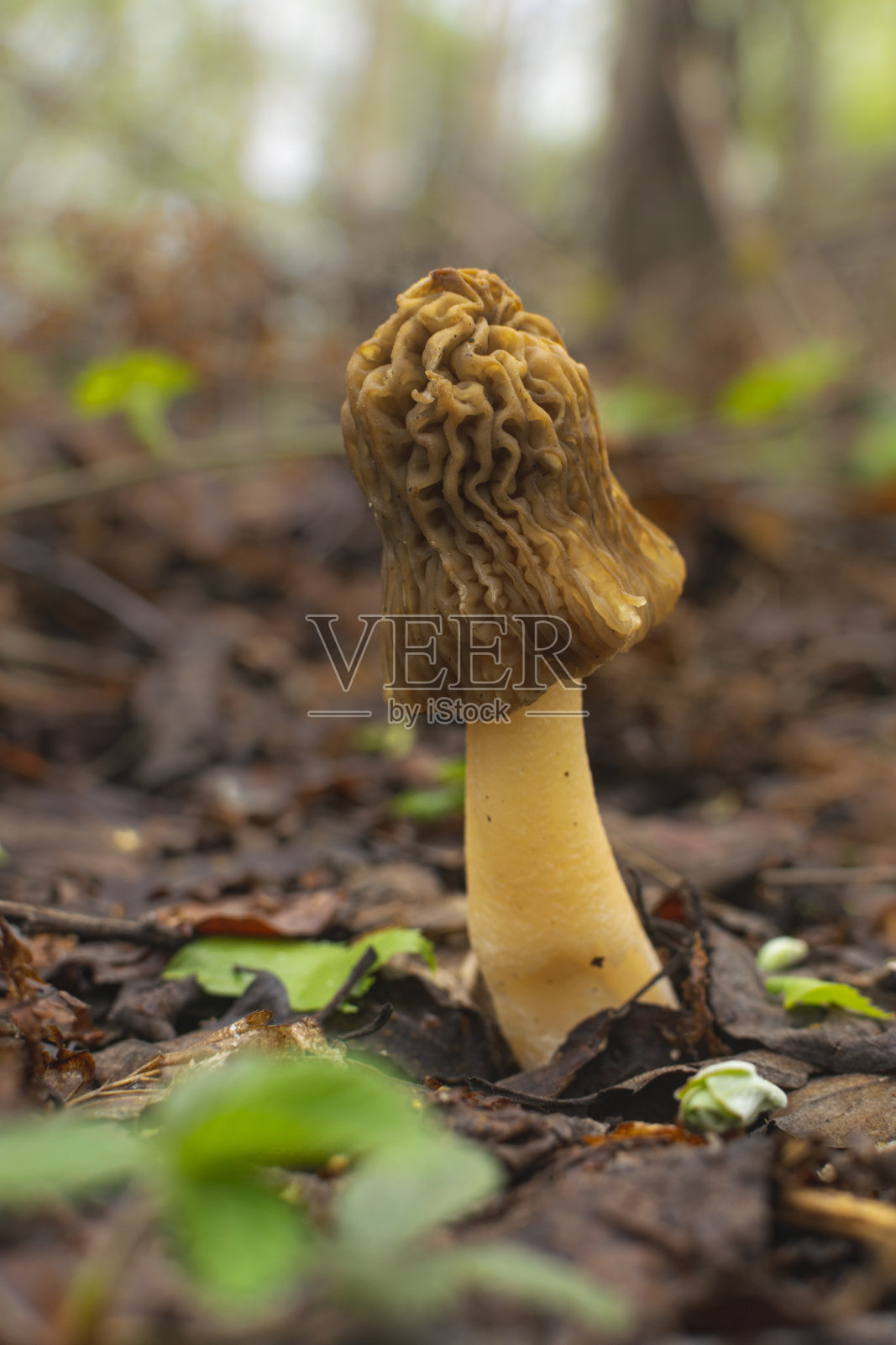 食用美味的波西米亚蘑菇通常被称为早期羊肚菌或皱顶针帽-细节来自欧洲捷克共和国春天的森林。照片摄影图片