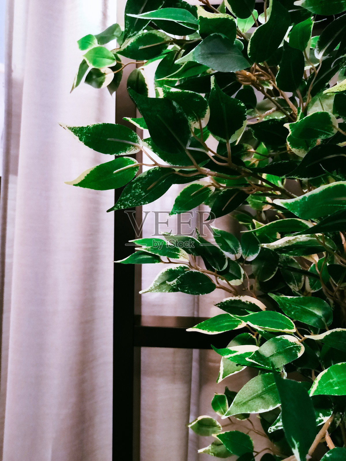 室内盆栽照片摄影图片