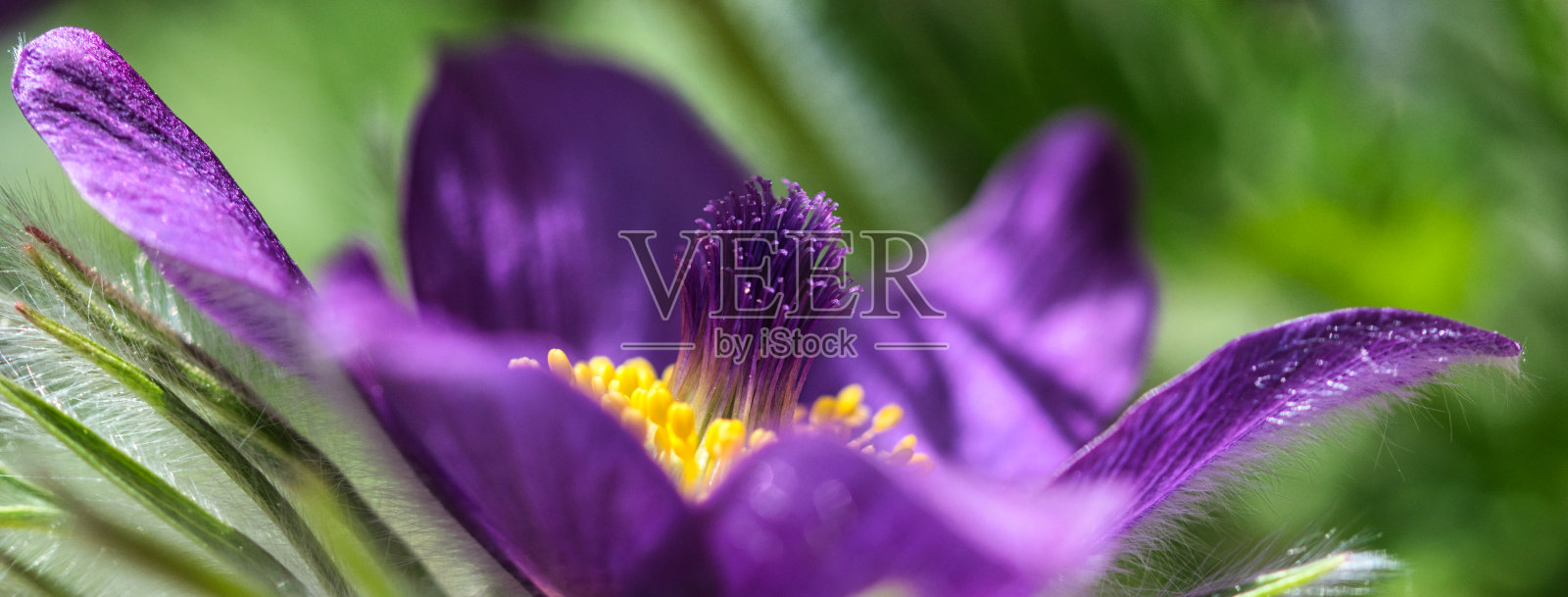 紫柔毛白头翁花网旗宏照片摄影图片