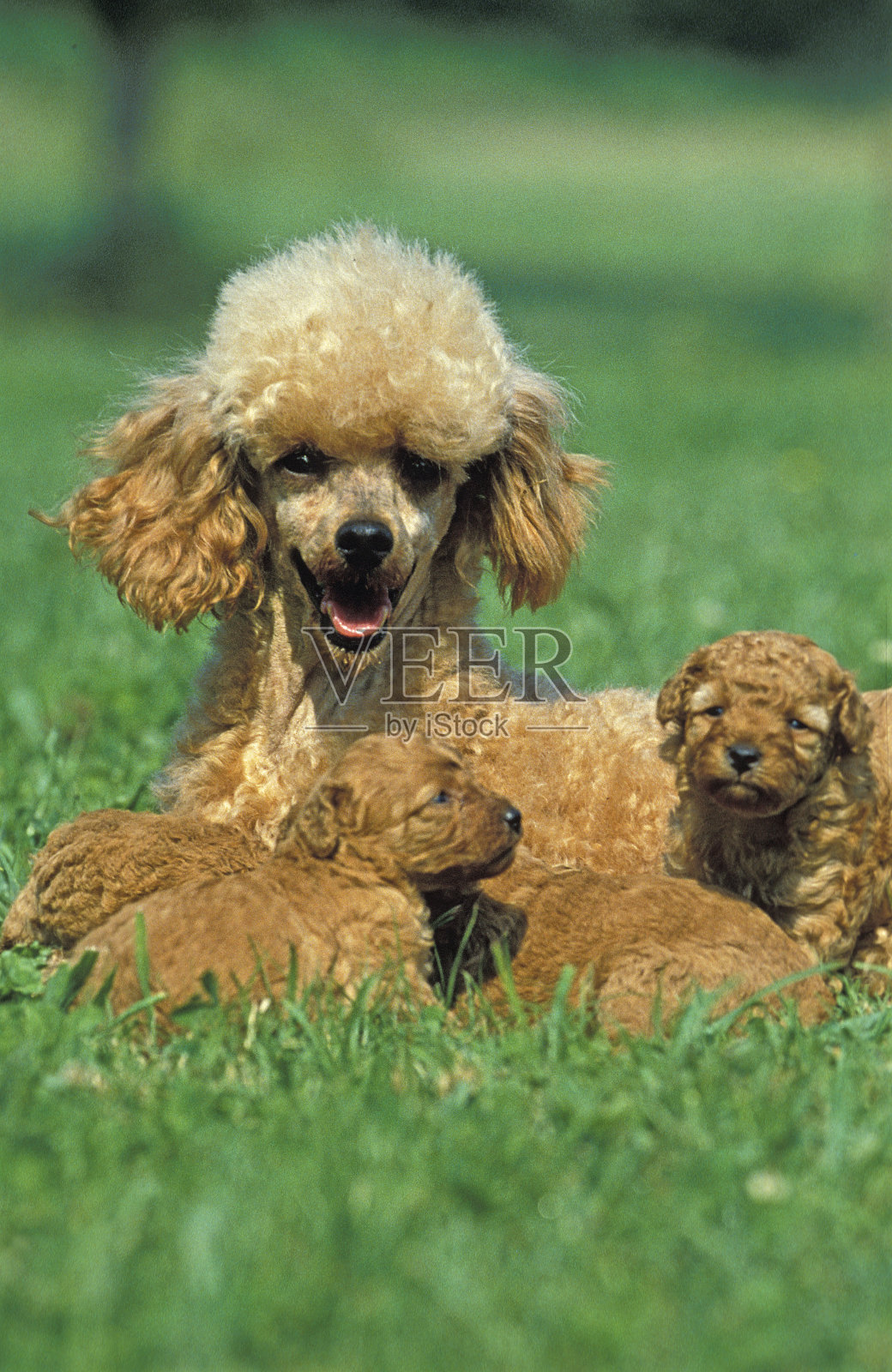 杏色标准狮子狗，母与幼犬在草地照片摄影图片