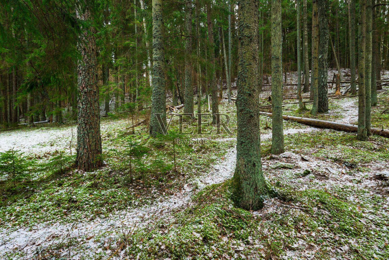 一条穿过白雪覆盖的混合针叶林的小路，绿色的松树和云杉，原木近距离，德国照片摄影图片