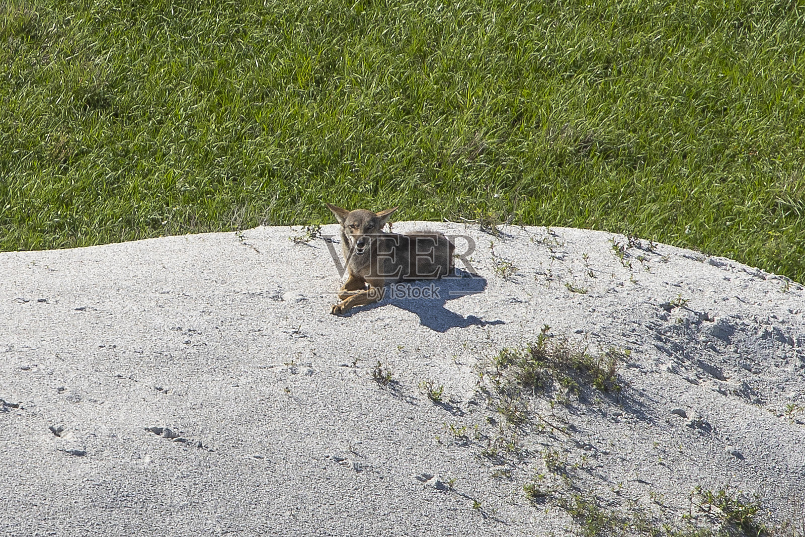 土狼照片摄影图片