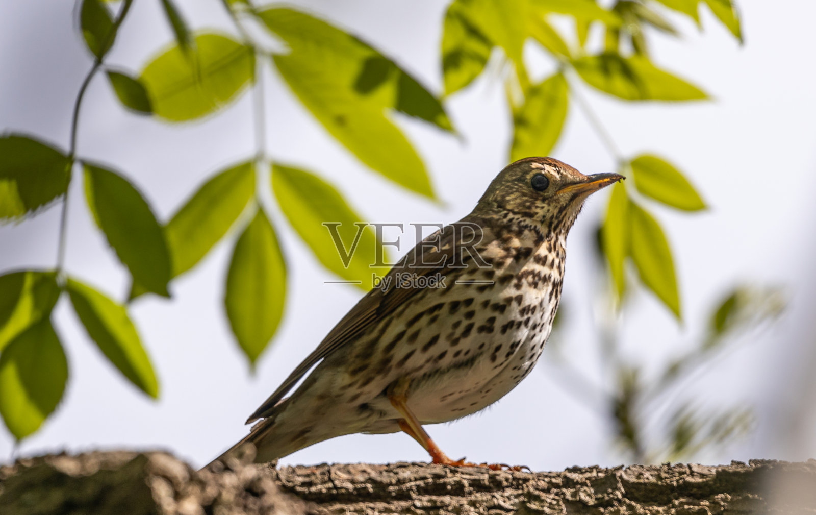 歌画眉照片摄影图片