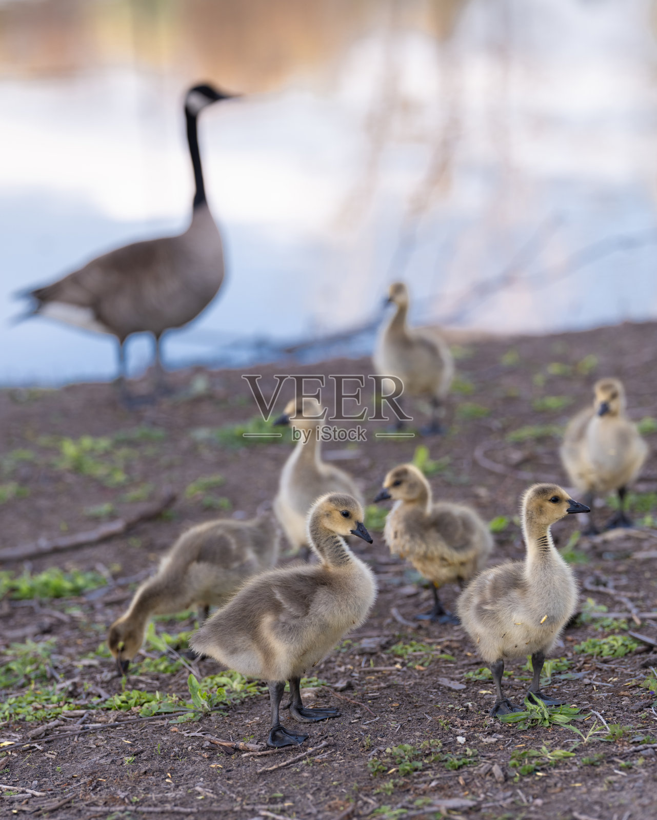 小鹅(幼鹅)照片摄影图片