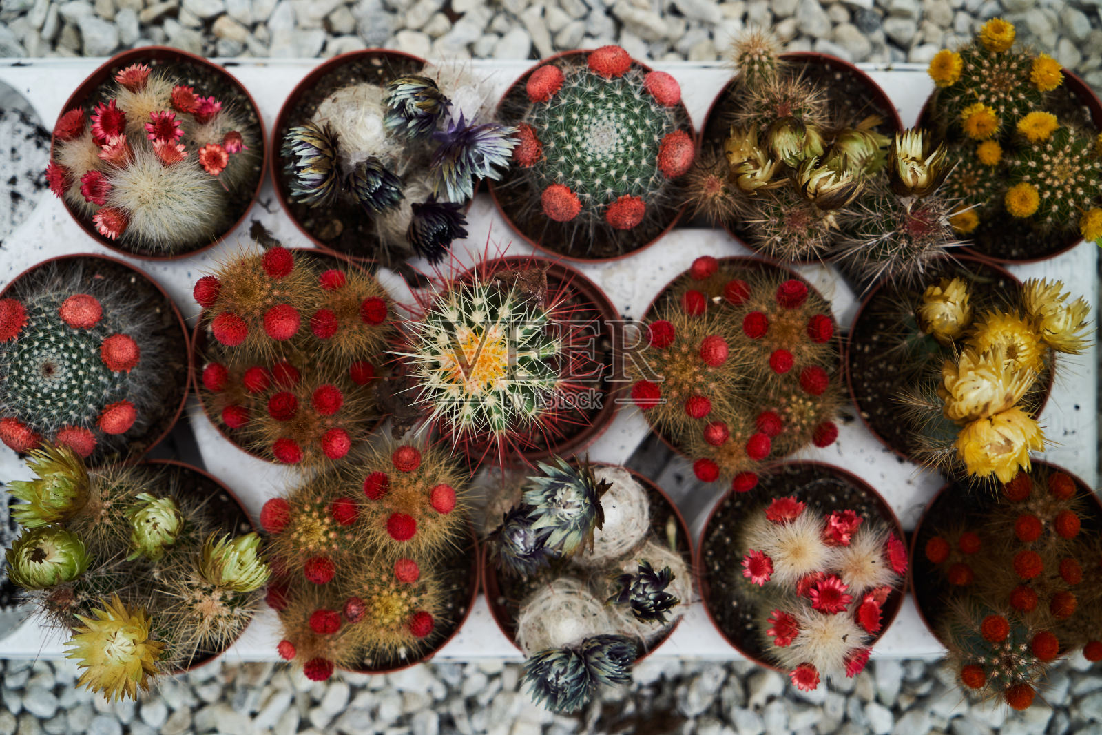 花店里的奇异多肉花，特写照片摄影图片