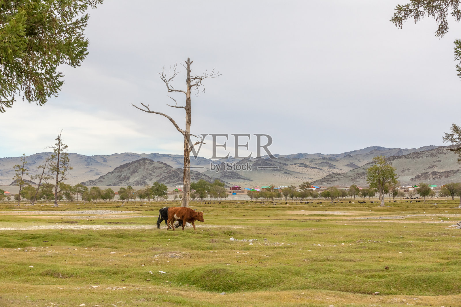 没有牧羊人，牛自己回家。蒙古、阿尔泰照片摄影图片