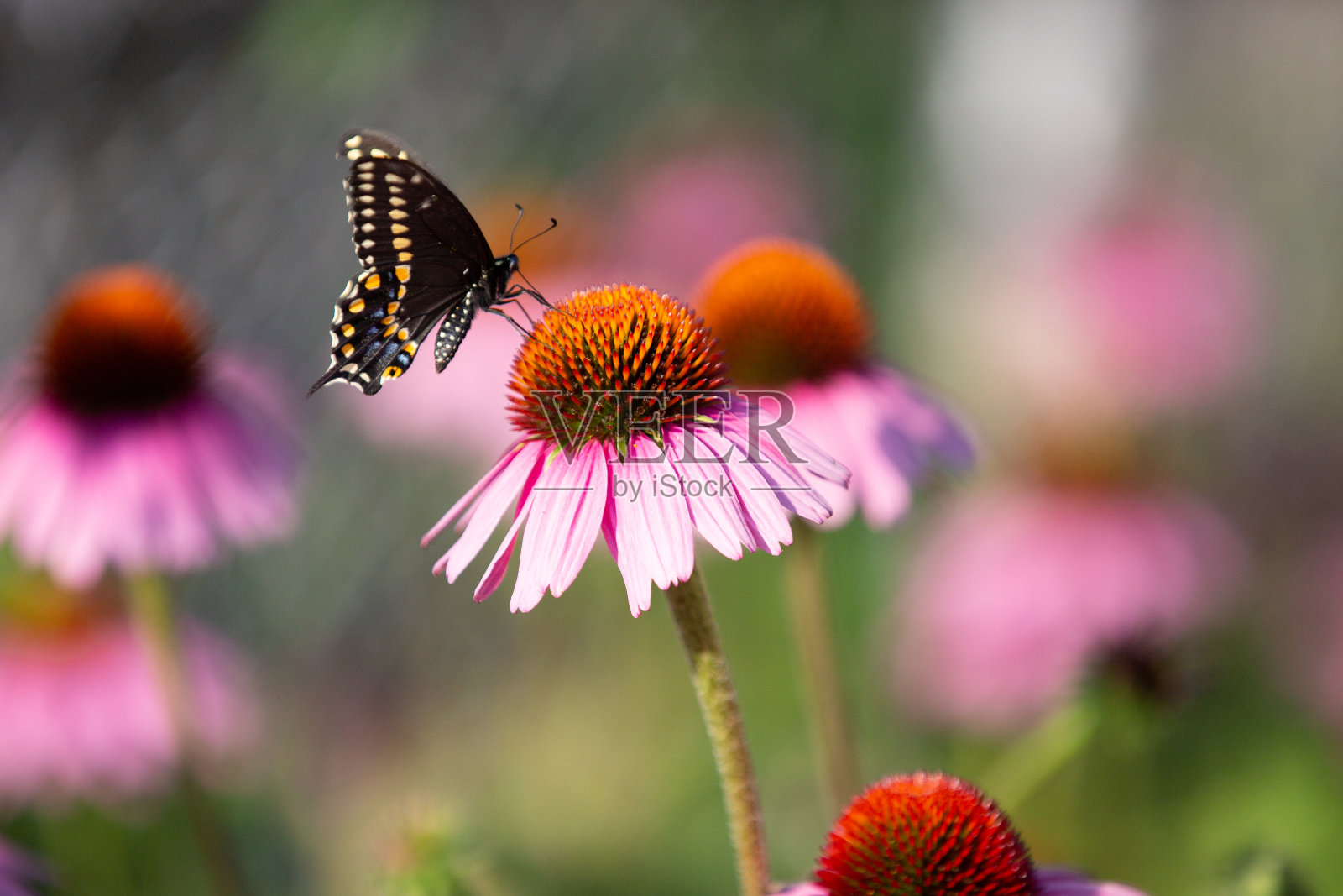 蝴蝶照片摄影图片
