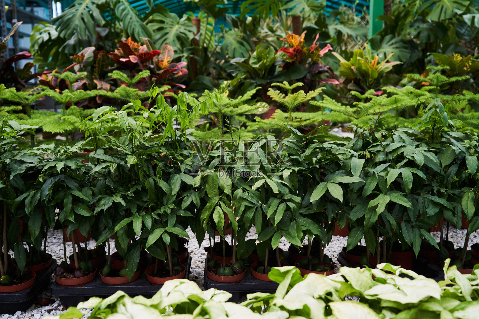 抽象的背景。美丽多彩的花在花店照片摄影图片