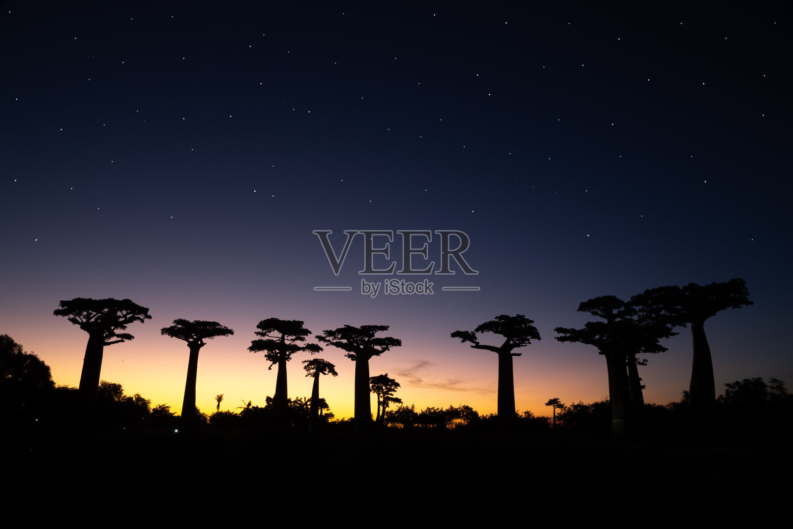 日落时的猴面包树大道，满天繁星照片摄影图片