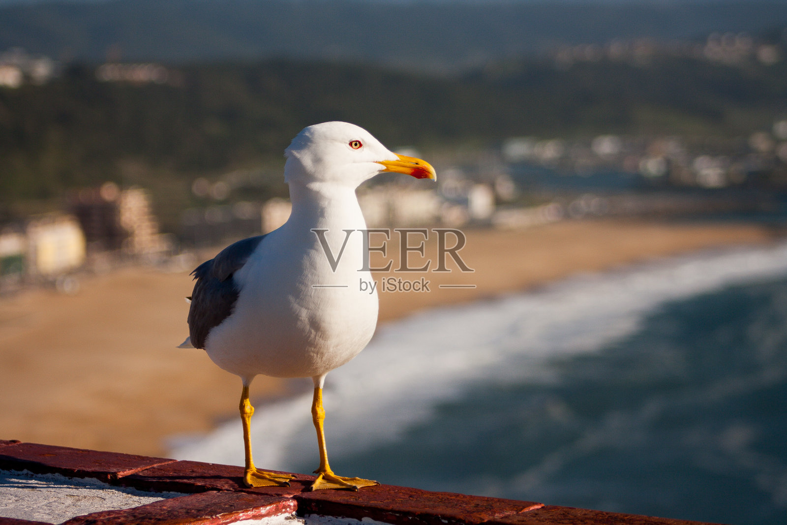 海鸥与海滩背景照片摄影图片