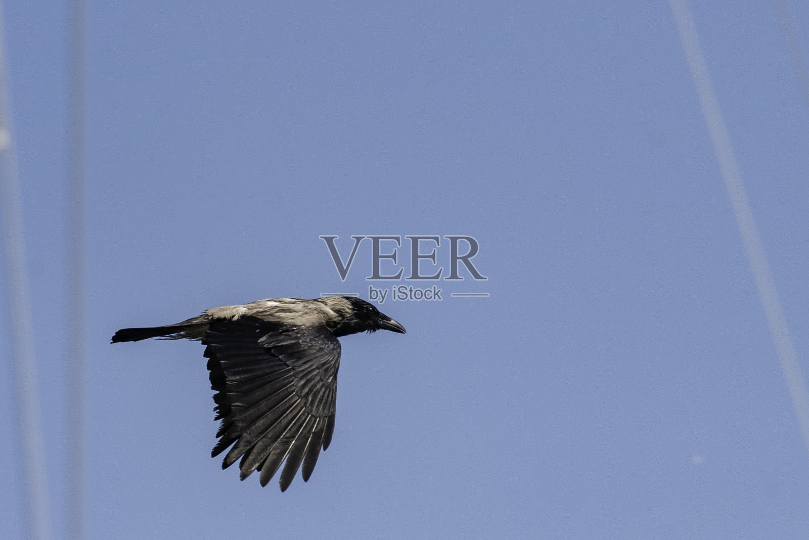 短喙鸦飞过海洋照片摄影图片