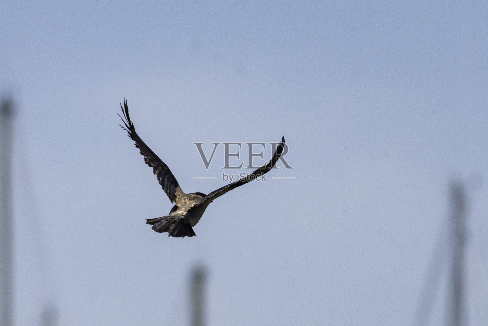 短喙鸦飞过海洋照片摄影图片