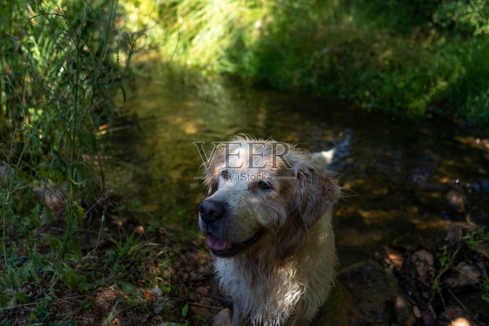 金毛猎犬湿照片摄影图片