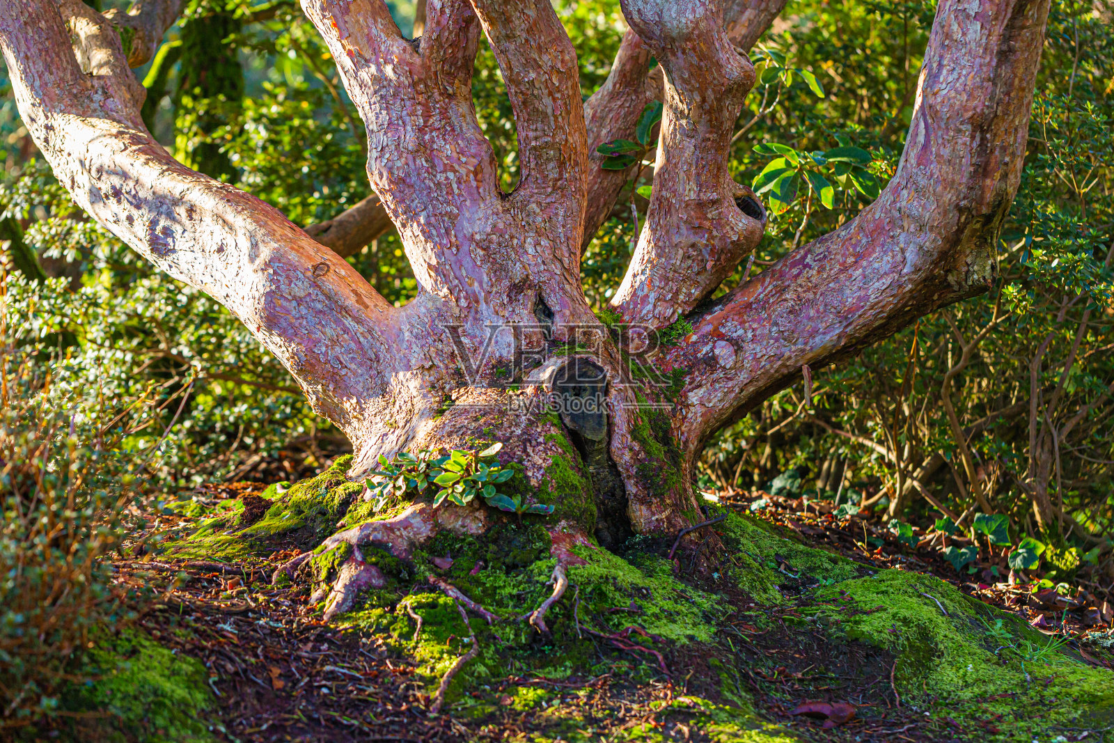 草莓鼻照片摄影图片