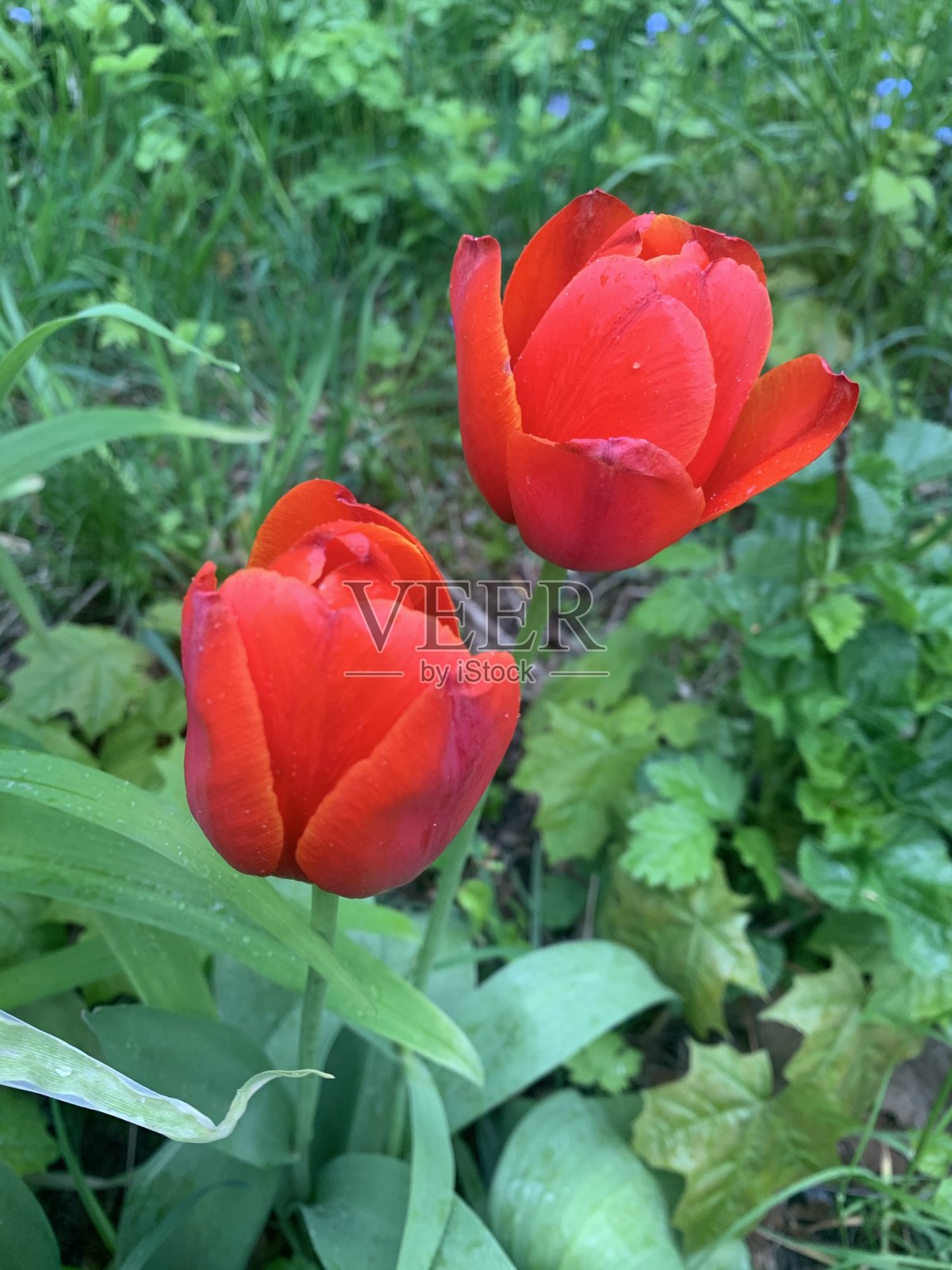 红色郁金香照片摄影图片