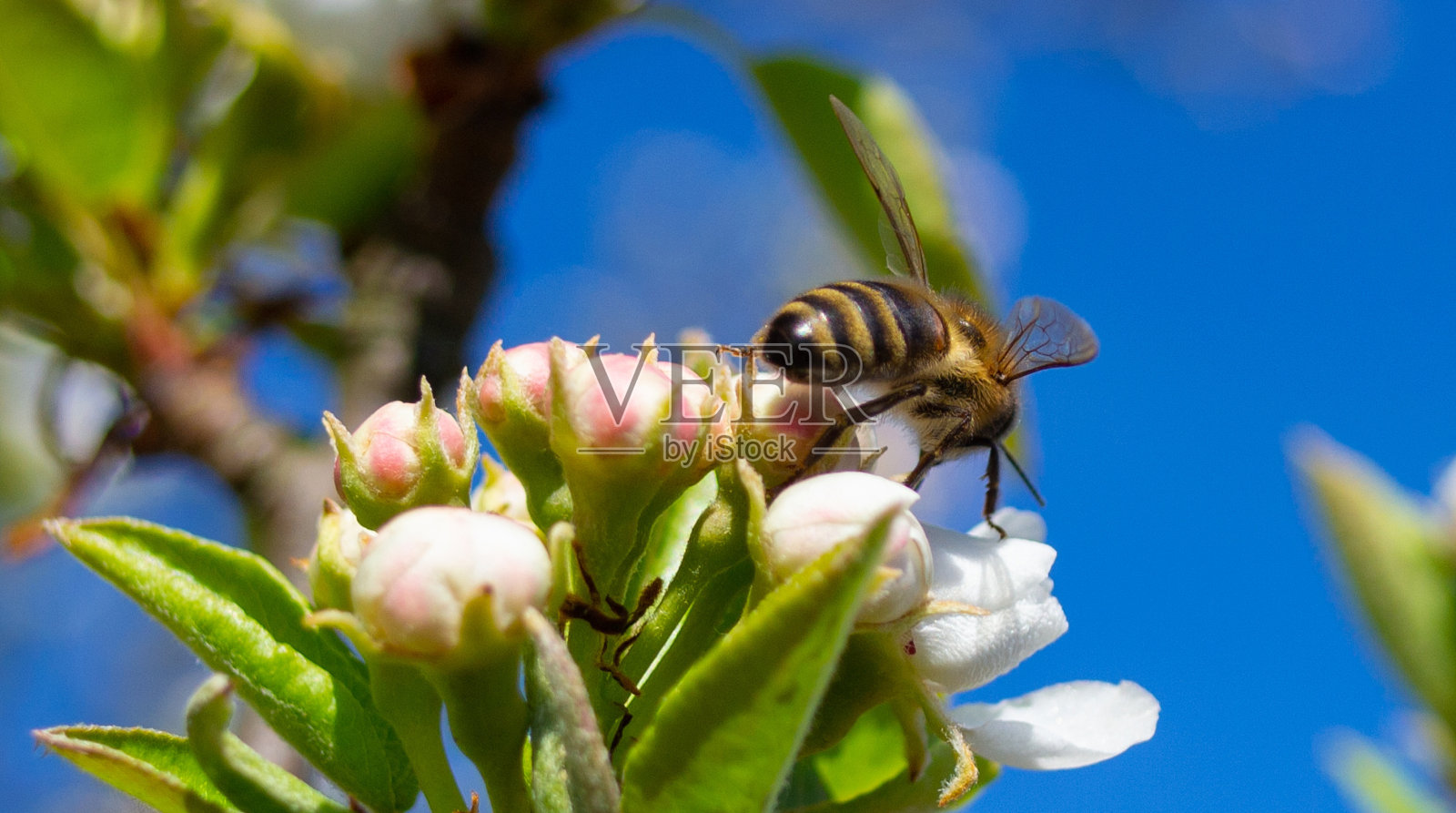 蜜蜂在开花树上特写与白色美丽的鲜花晴天，花的自然背景照片摄影图片