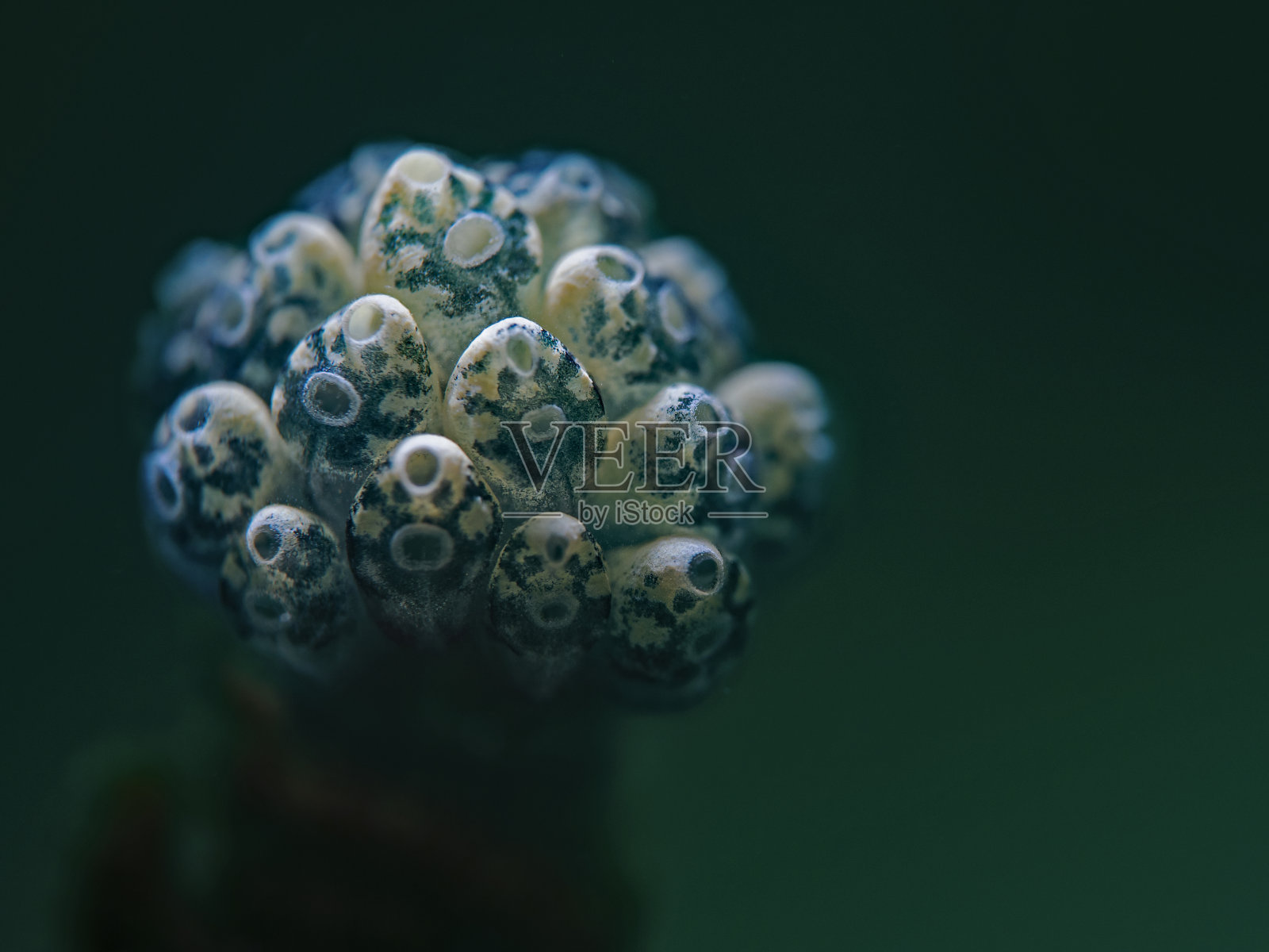 绿柄海鞘照片摄影图片