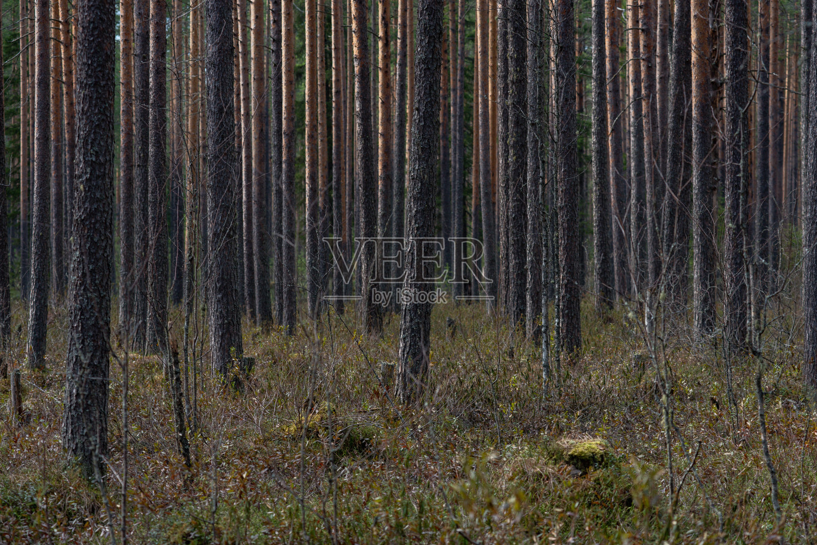 神圣森林里的沼泽。照片摄影图片