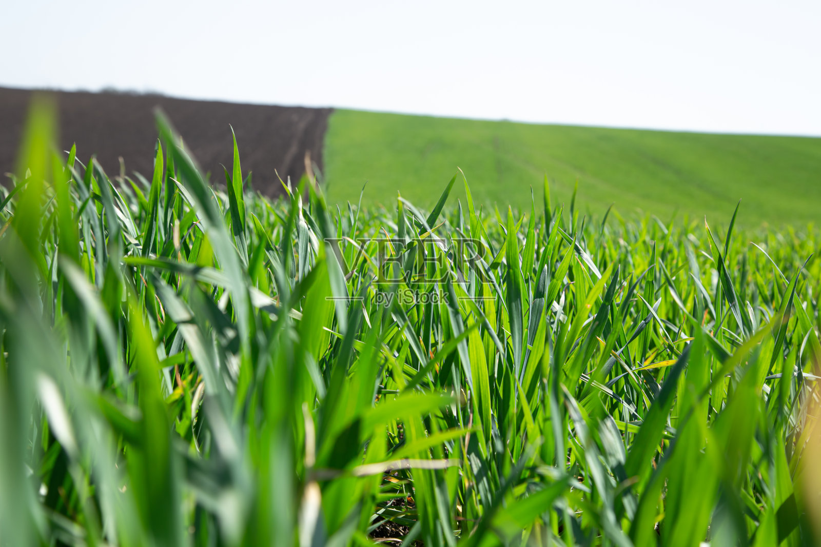 乌克兰美丽的绿色麦田。绿色的小麦在地里发芽，特写。照片摄影图片