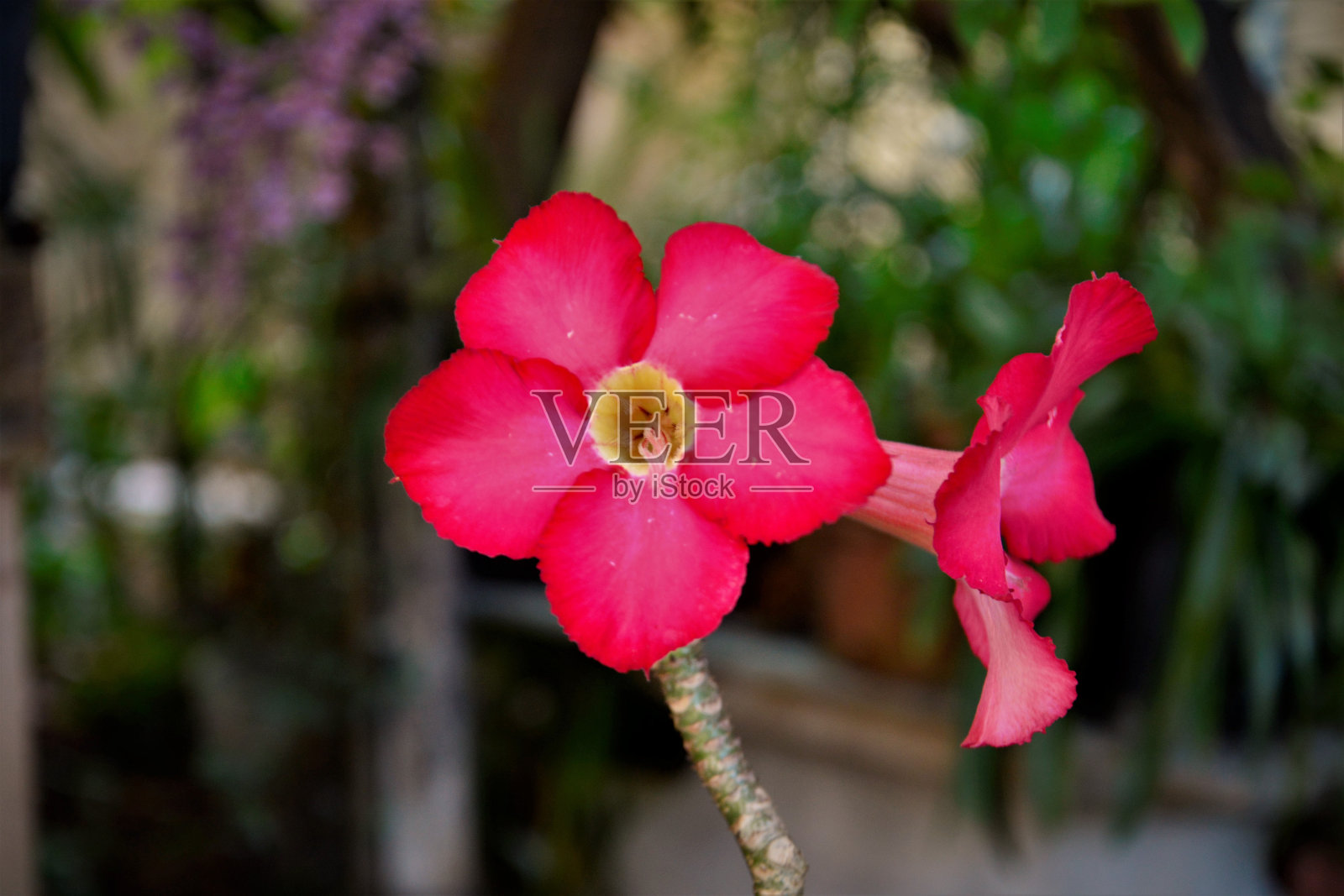 花园中开红色花的肥肥Adenium obesum照片摄影图片