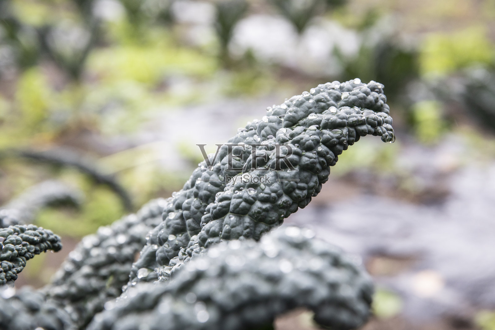 绿色拉西纳托甘蓝 - 黑甘蓝植物照片摄影图片