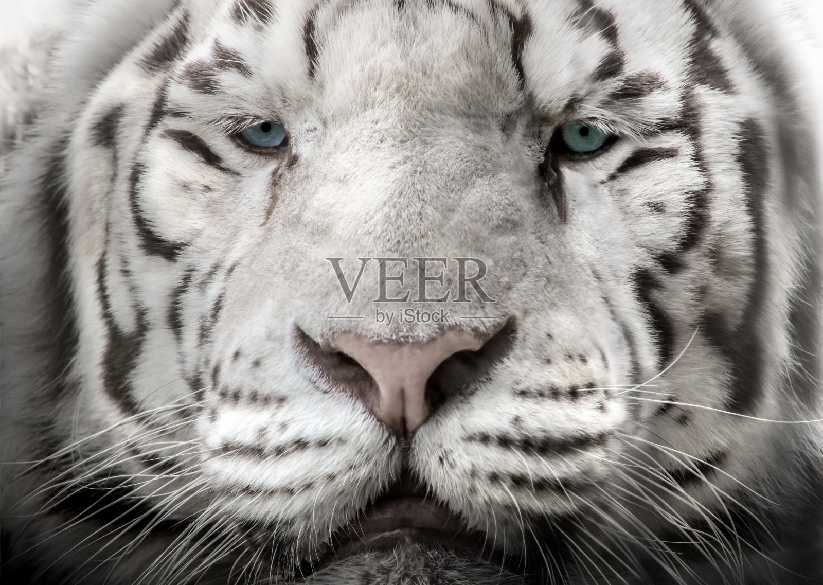 白色Tieger照片摄影图片